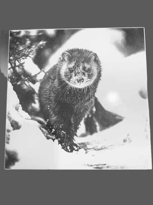 Alaskan Mink Collection, Mink1 6x6in