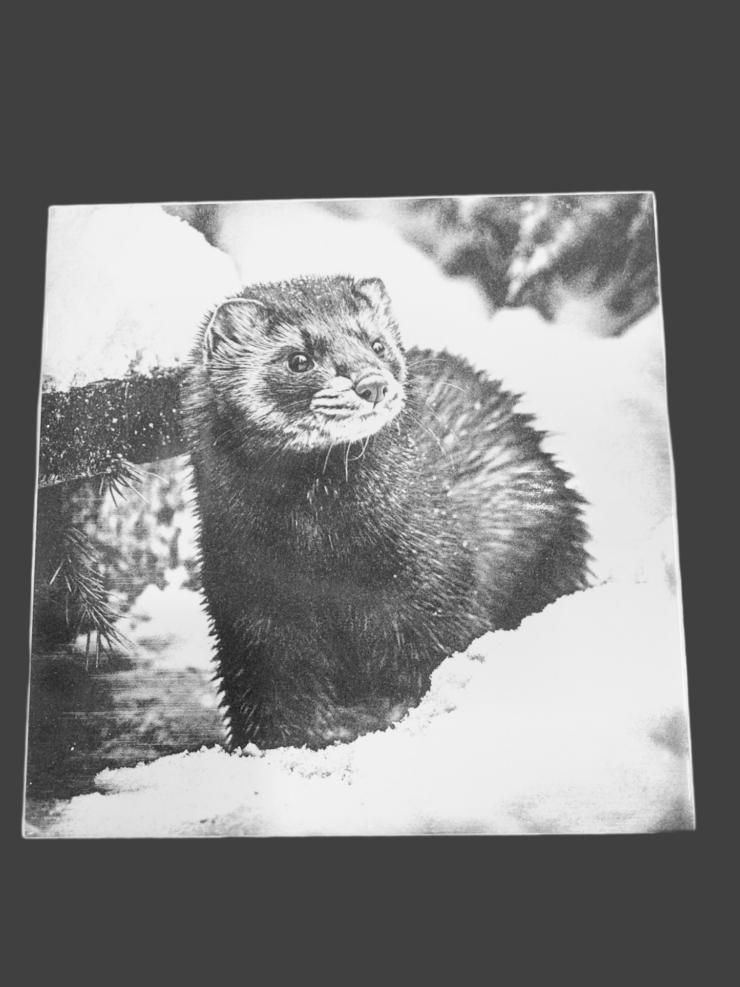 Alaskan Mink Collection, Mink2 6x6in