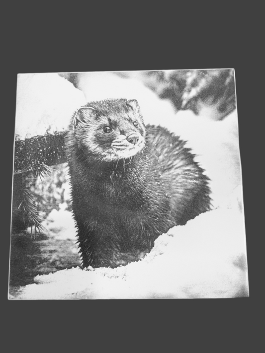 Alaskan Mink Collection, Mink2 6x6in