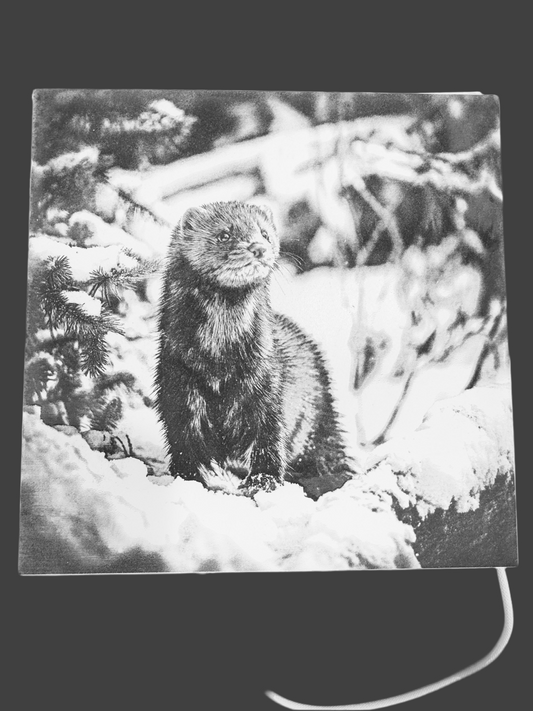 Alaskan Mink Collection, Mink3 6x6in